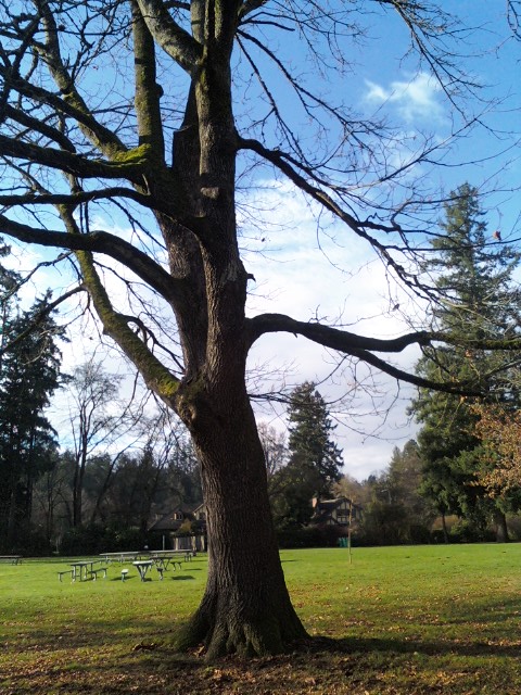 Tree at Marymoor Park