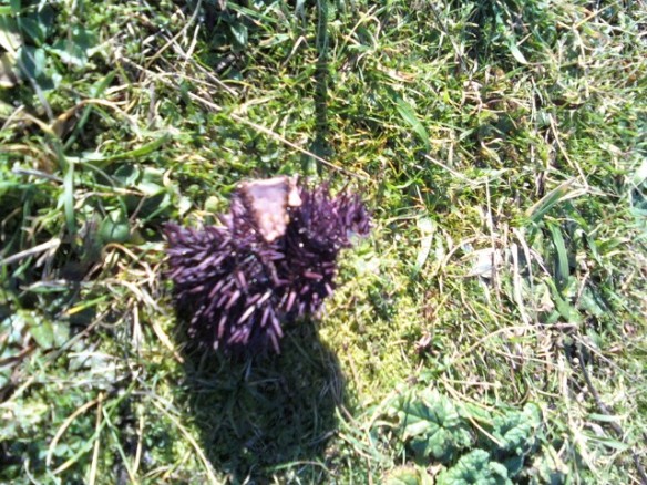 sea-urchin-on-grass